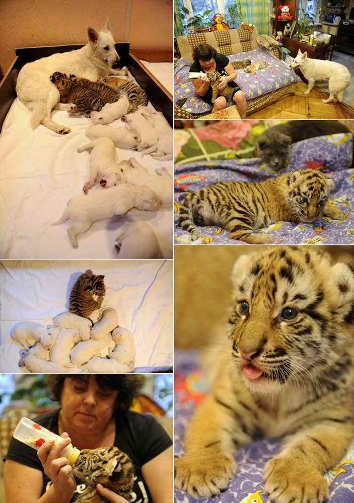 Švicarska ovčarka usvojila tigriće