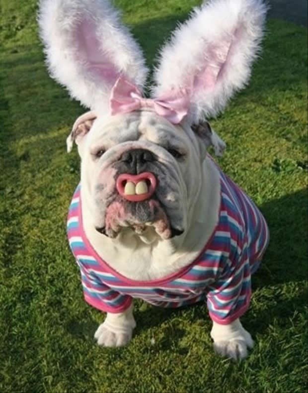 Volontiram kod zeca za 1600 kn, stigla su ti jaja