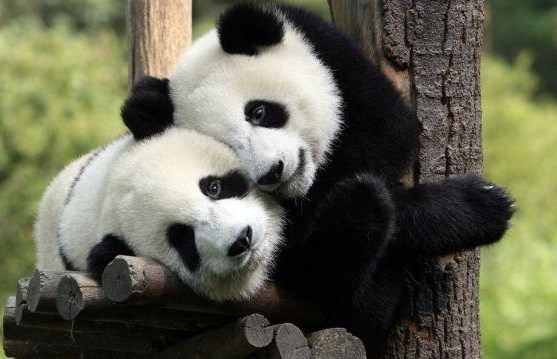 Pande uživaju u jutarnjem maženju