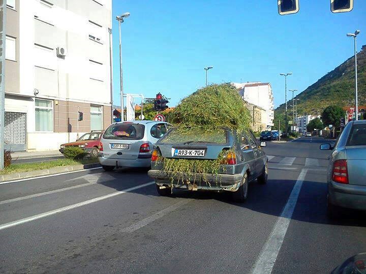 Jesu to ti auti od konoplje o kojima se priča?