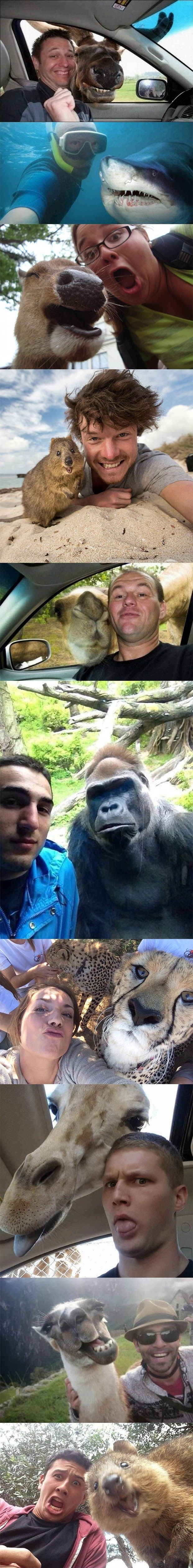 TOP 10 najluđih selfija sa životinjama