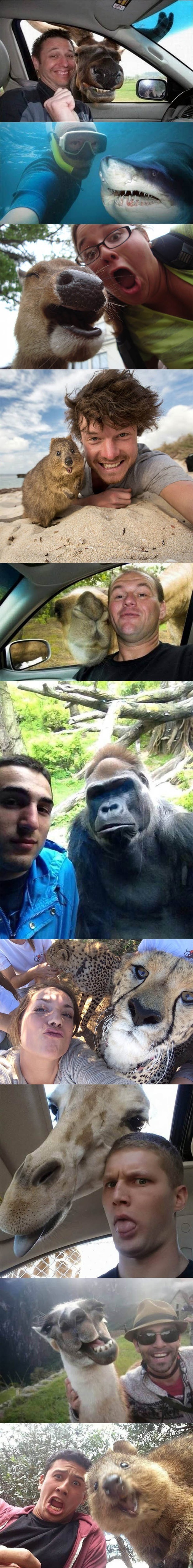 TOP 10 najluđih selfija sa životinjama