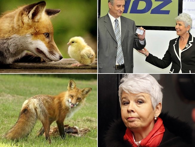 Hrvatska priča o puštanju lisice u kokošinjac...