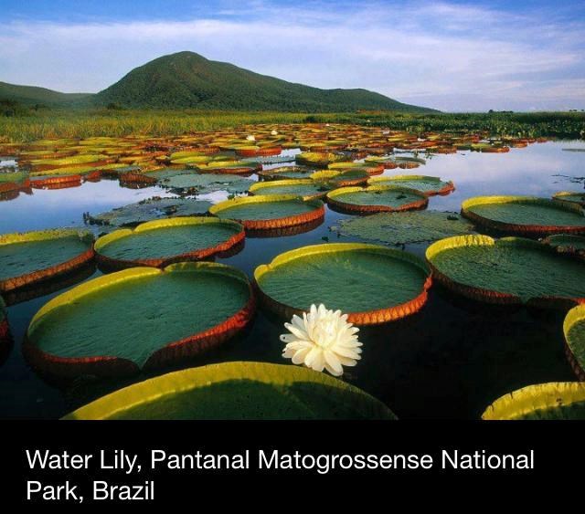 Carstvo ogromnih lopoča