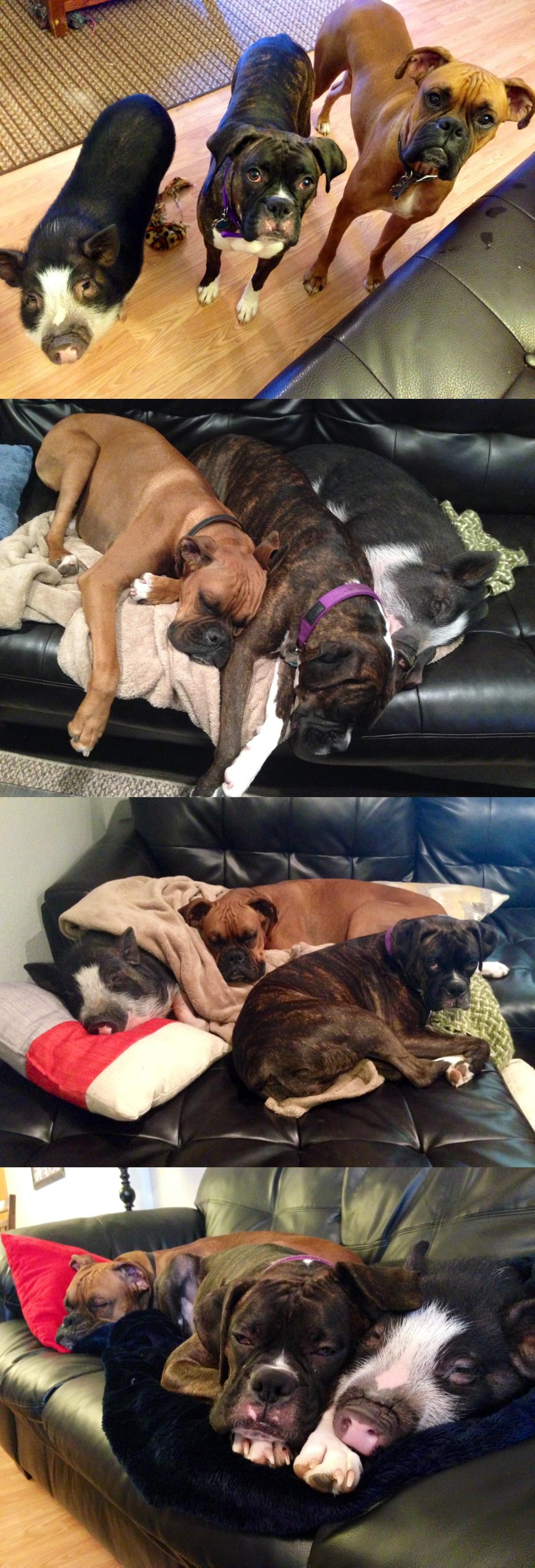 Galerija: Svinjica zabrijala da je pas, našla nove frendiće