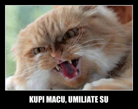 Mačke traže slugu, a ne gospodara