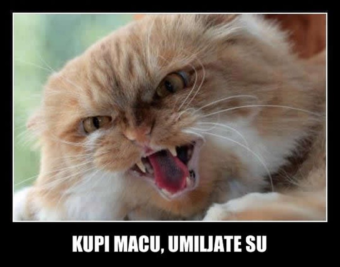 Mačke traže slugu, a ne gospodara
