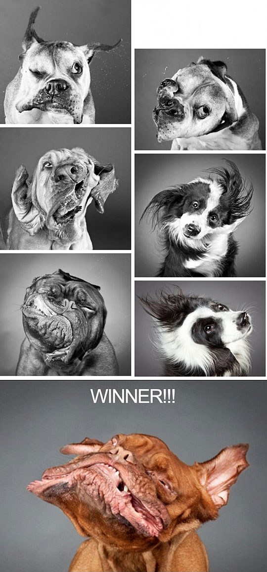 Lude pseće njuške uhvaćene slow-motion kamerom