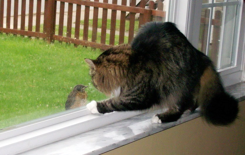 Kako izluditi mačku