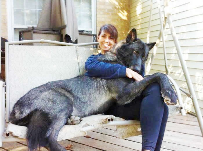 Divovski hibrid vuka i... dinosaura?