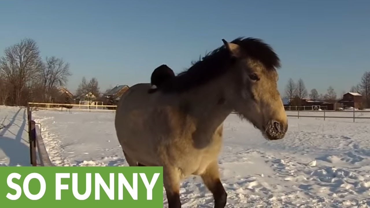 NEOBIČNO PRIJATELJSTVO Mica maca leži i uživa na svom velikom prijatelju! 