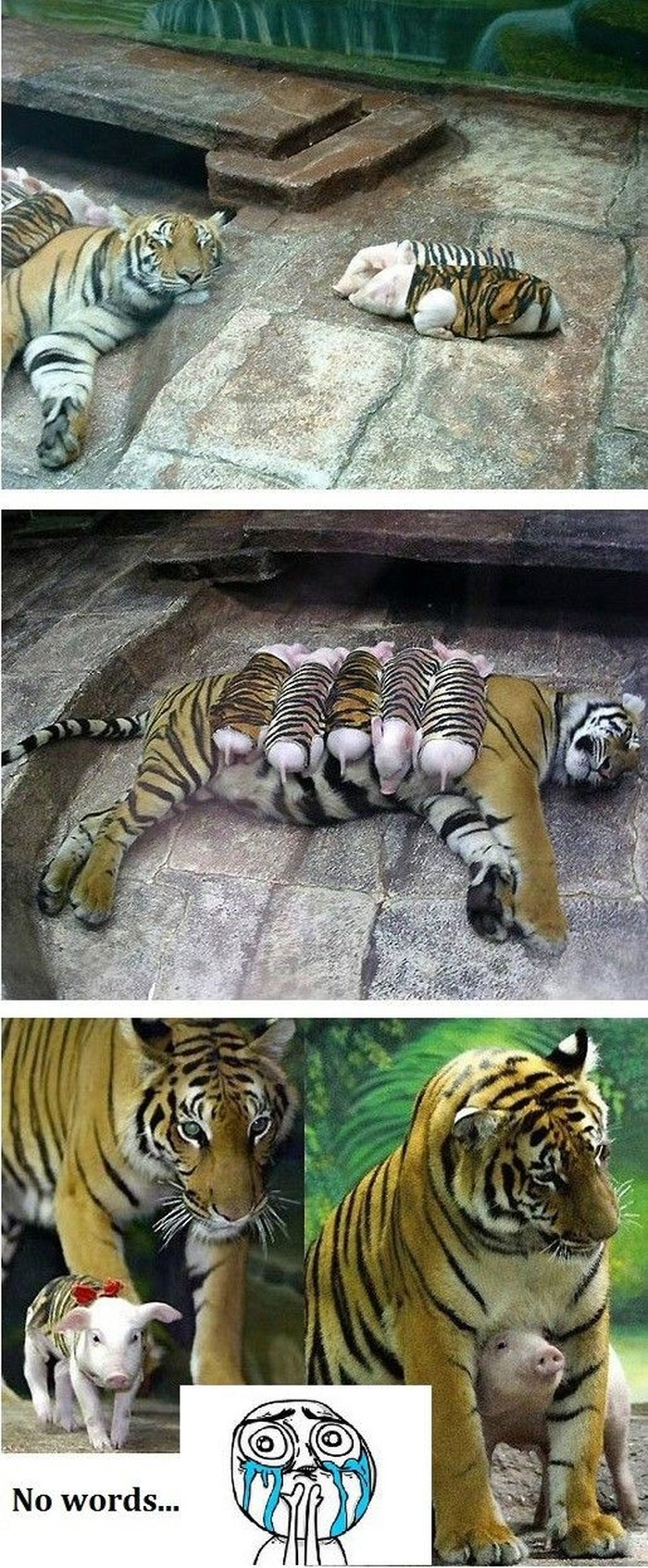 Dobri tigar dadilja prerušene prasce