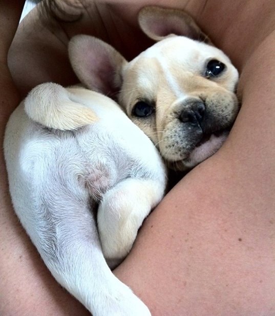 Awww, gazdić, dobijem hugić?