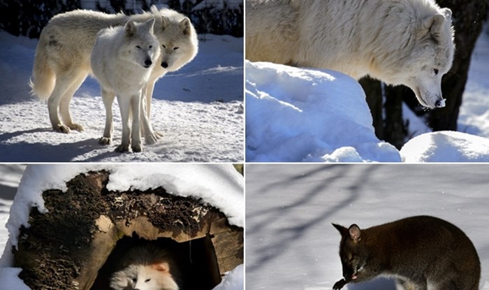 Zaljubljeni polarni vukovi i ostatak ZOO ekipe dočekali zimu
