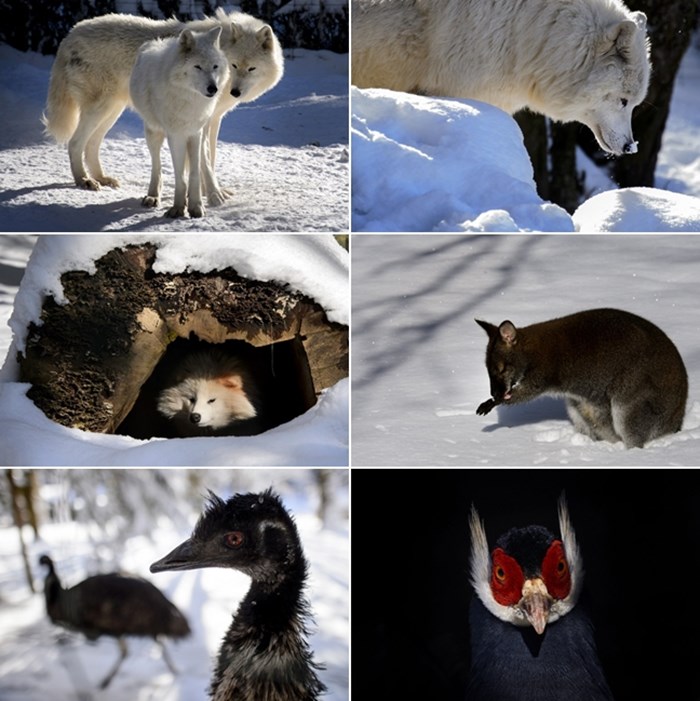 Zaljubljeni polarni vukovi i ostatak ZOO ekipe dočekali zimu