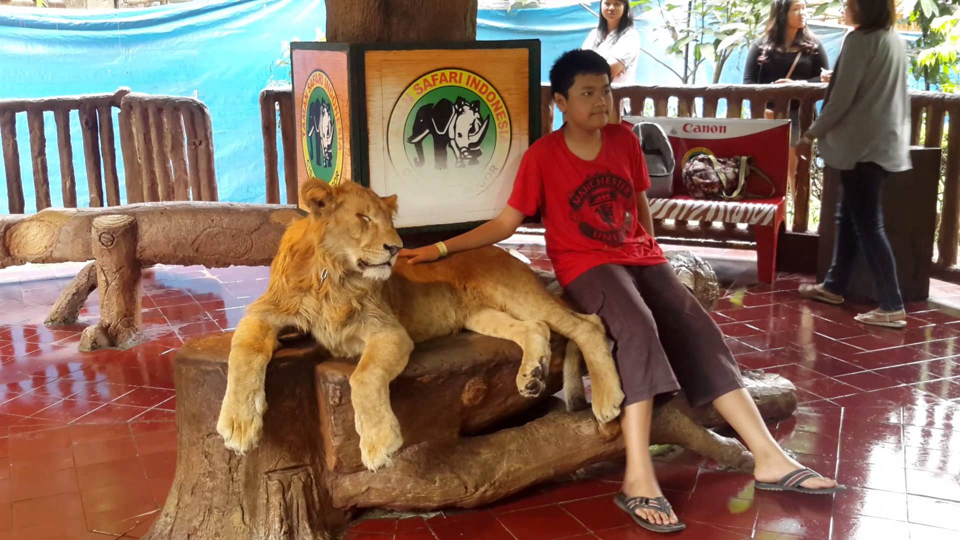 VIDEO: Drogiranom lavu pala glava!