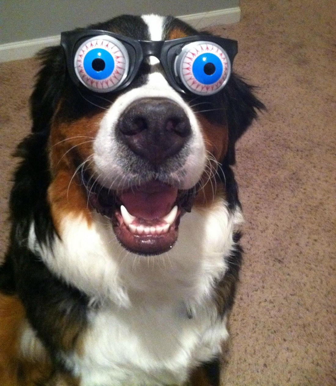 Kad ti pas ima smisla za humor