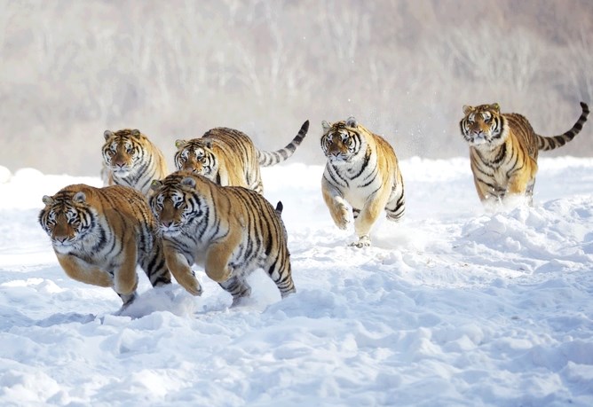 Čopor moćnih tigrova u lovu