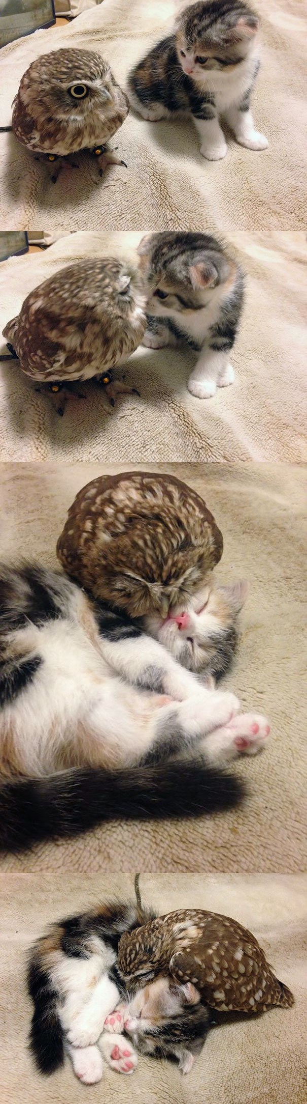 na prvi pogled su znali da će biti najbolji prijatelji..:))