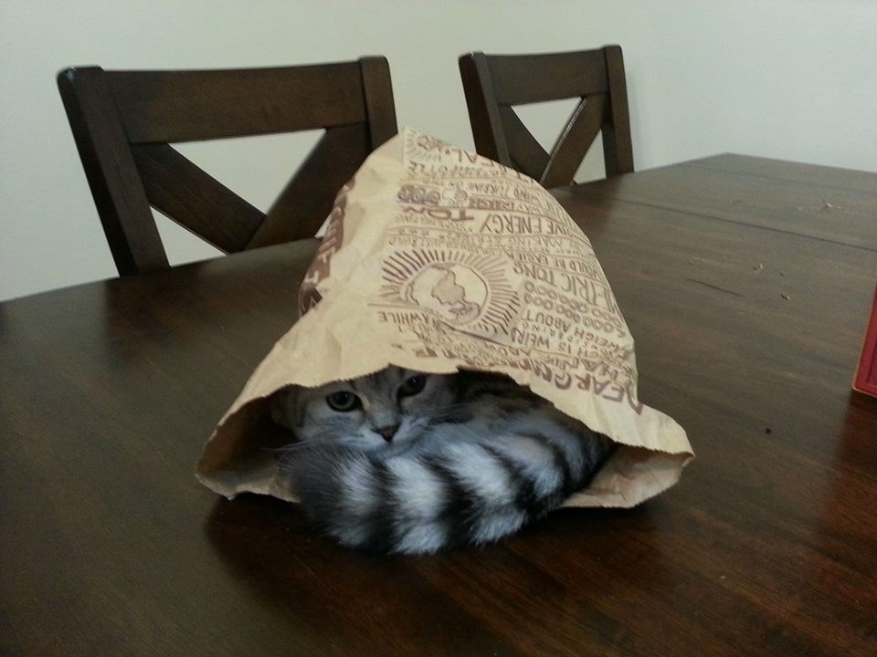 Pojela doručak pa odlučila drijemnuti opet malo