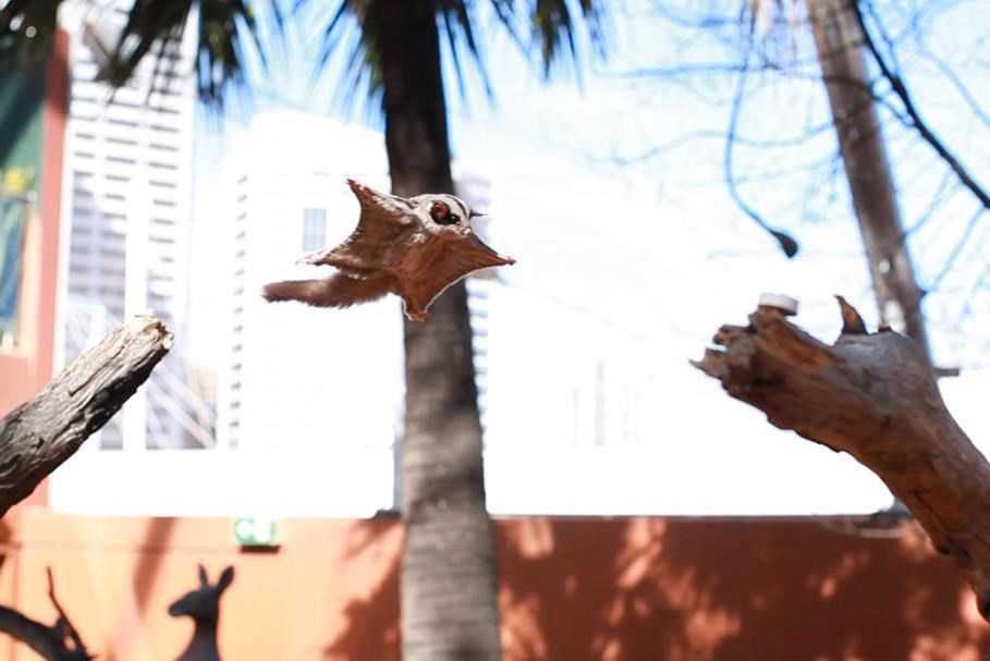 Vjeveričji Leonardo da Vinci uspješno poletio