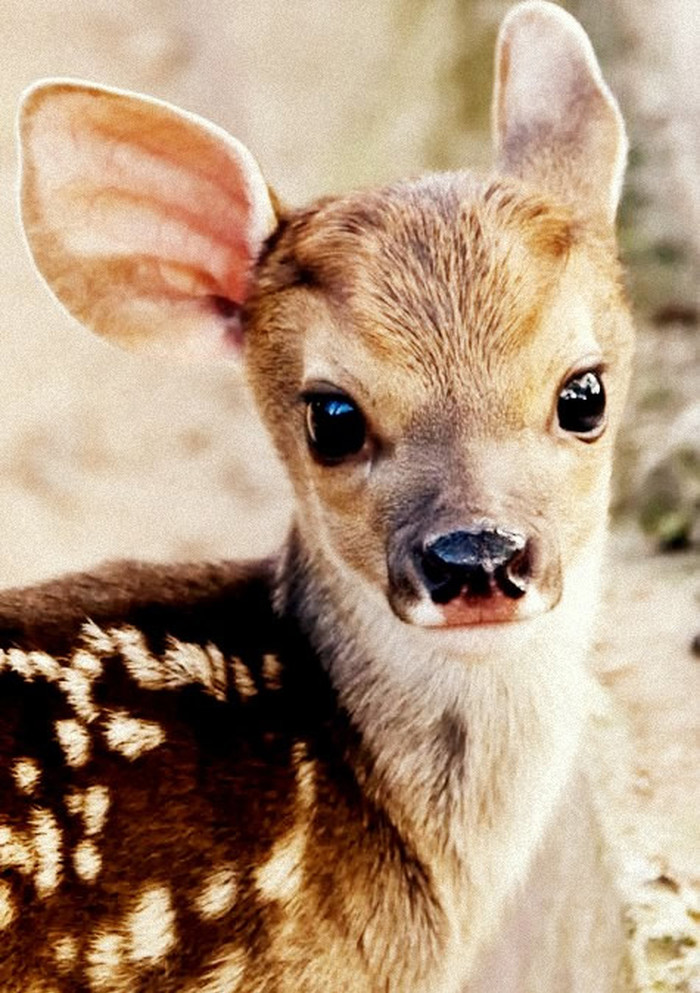 Pravi, mali Bambi kao da je ispao iz crtića