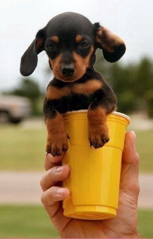 Toliko je mali da u čašu stane :)