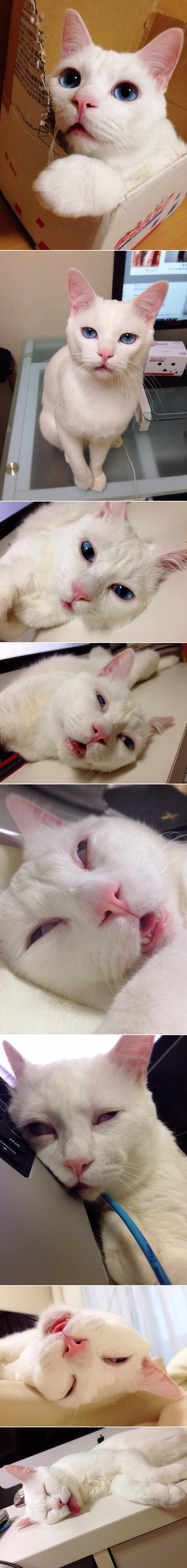 GALERIJA: Maca s grozomornom uspavanom facom iz paklova!