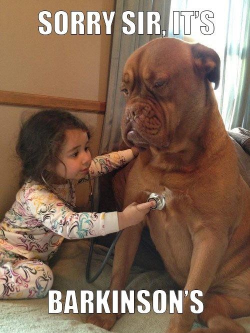 Mala veterinarka dala psu dijagnozu