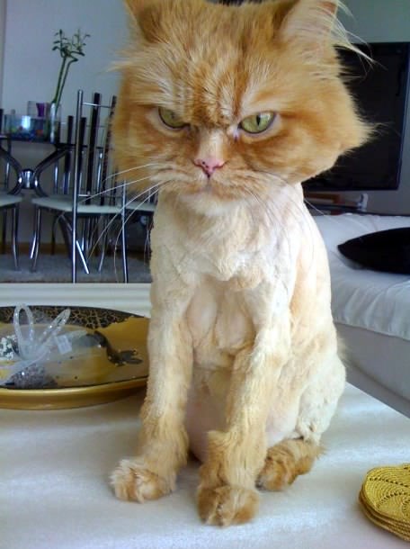 Osramoćena maca planira osvetu