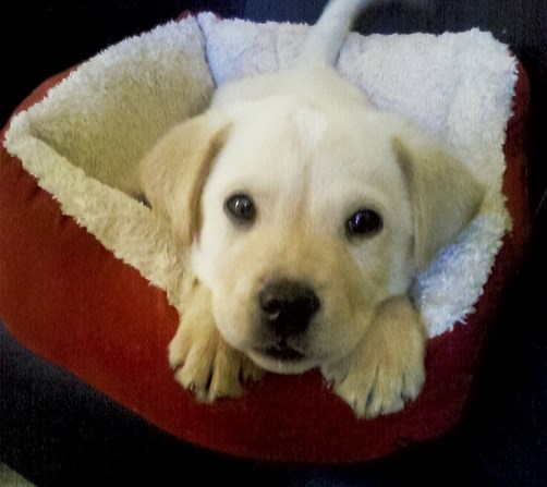 Igraj se samnom, pliiiiiiiiiiz!