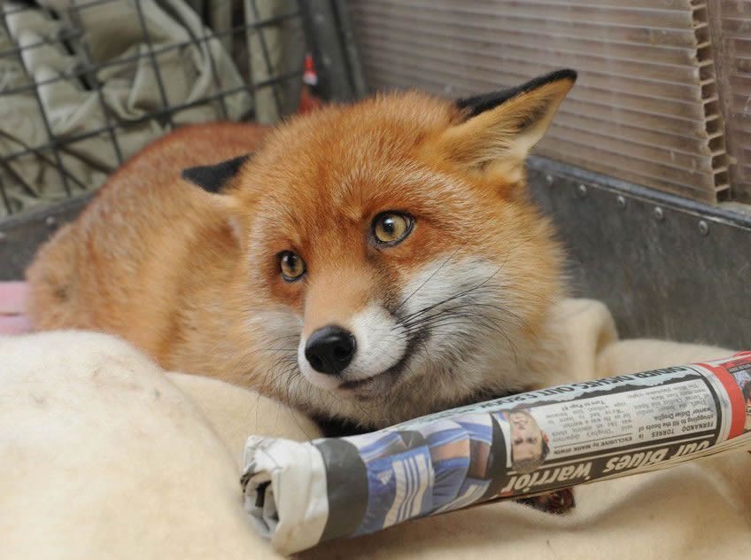 Lisica kopira psa: Umiljava se donošenjem novina