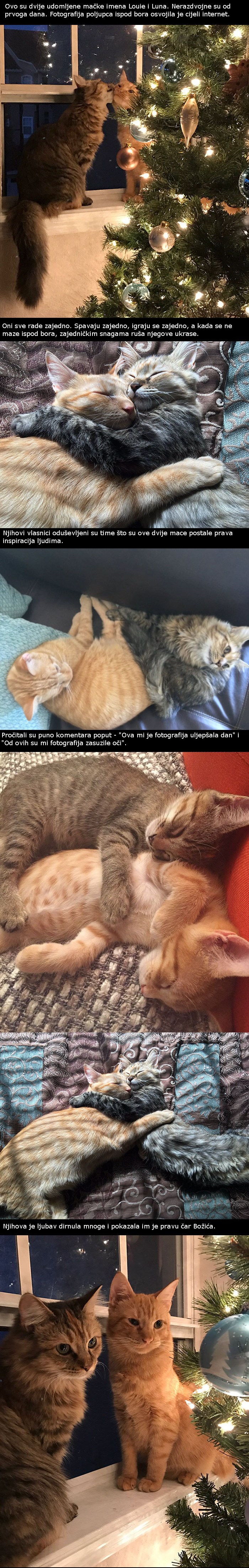 Zaljubljene mace postale su inspiracija cijelom internetu 