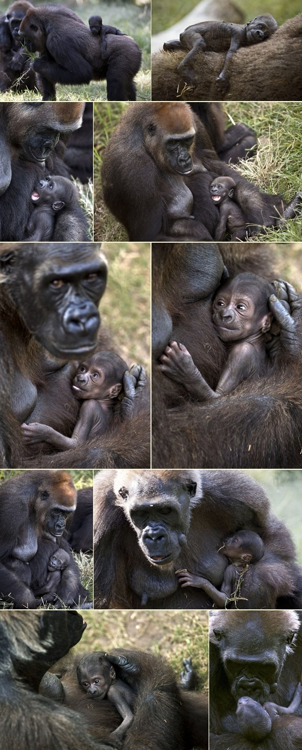Mama voli najviše - gorile i njihove bebe