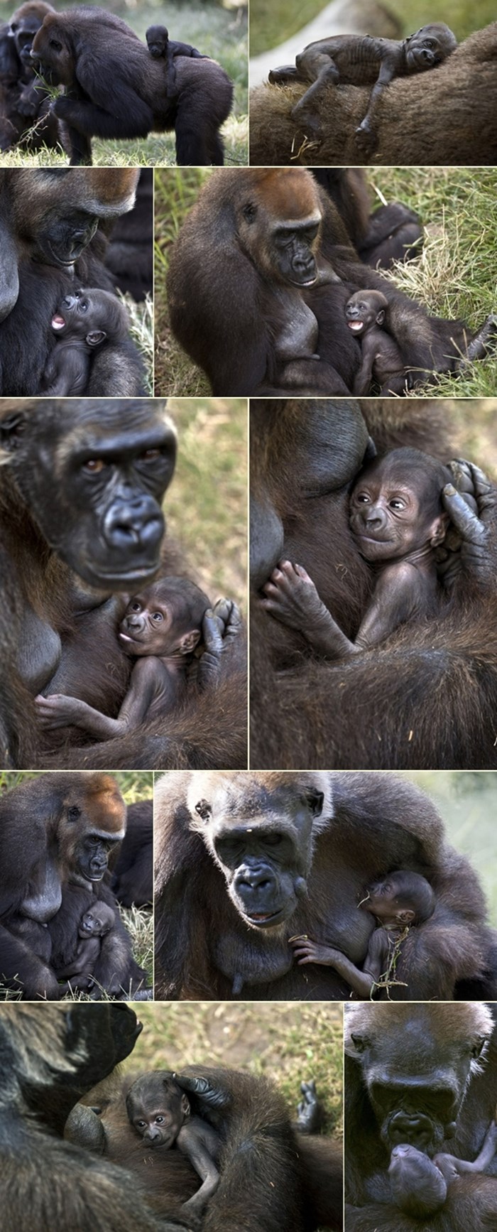 Mama voli najviše - gorile i njihove bebe