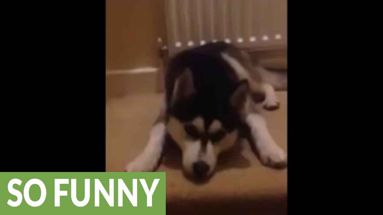 VIDEO Užasno tvrdoglavi haski je odlučio: "Nema šanse, ne ideš sama!"