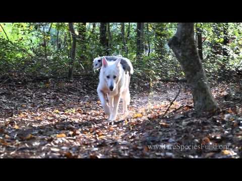 VIDEO: Hantu je posvojila malog oposuma kao bebu i otada su nerazdvojni