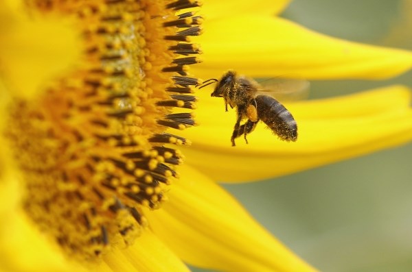 Pčelica oduševljena, veliki suncokret pun peluda samo njen