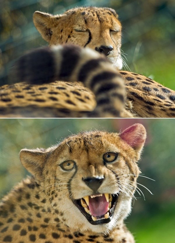 Ne diraj gepardicu dok spava...