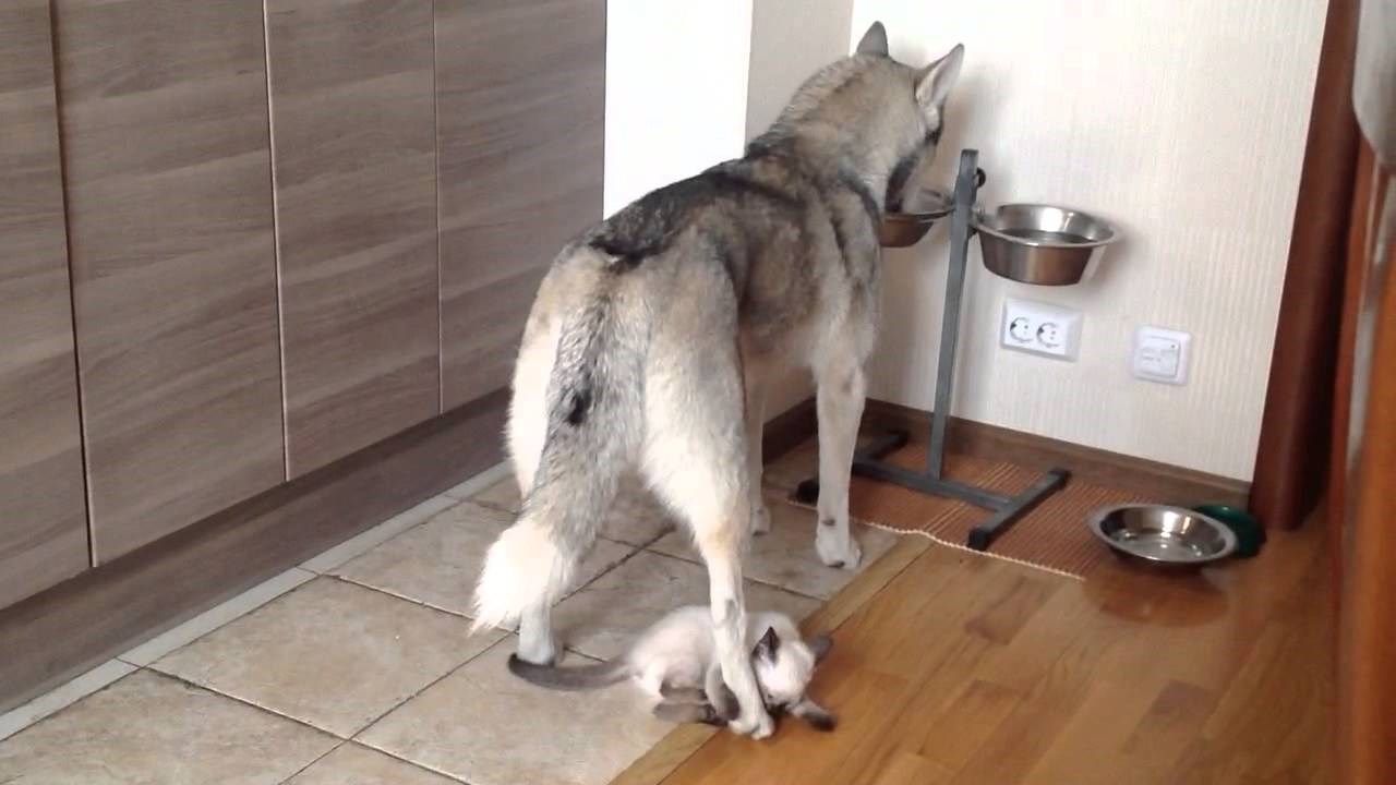 MICA-MACA IZVELA NINDŽA NAPAD: Naivni haski jedva ostao živ!