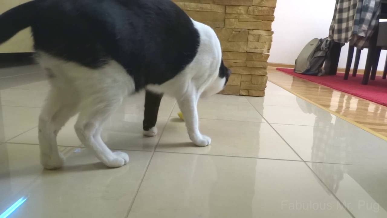 VIDEO: Mačku totalno zbunila polovica limuna