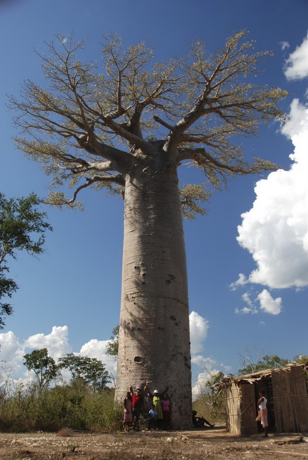 Baobab: Drvo u koje ti stane obitelj