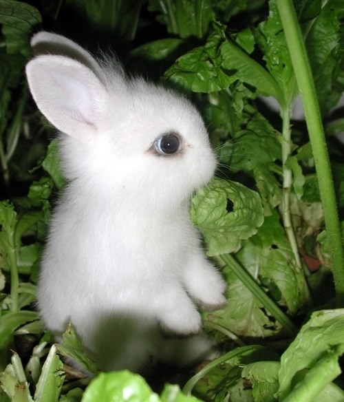 Lopuža krade po vrtu: Zekonja uhvaćen u noćnom pohodu