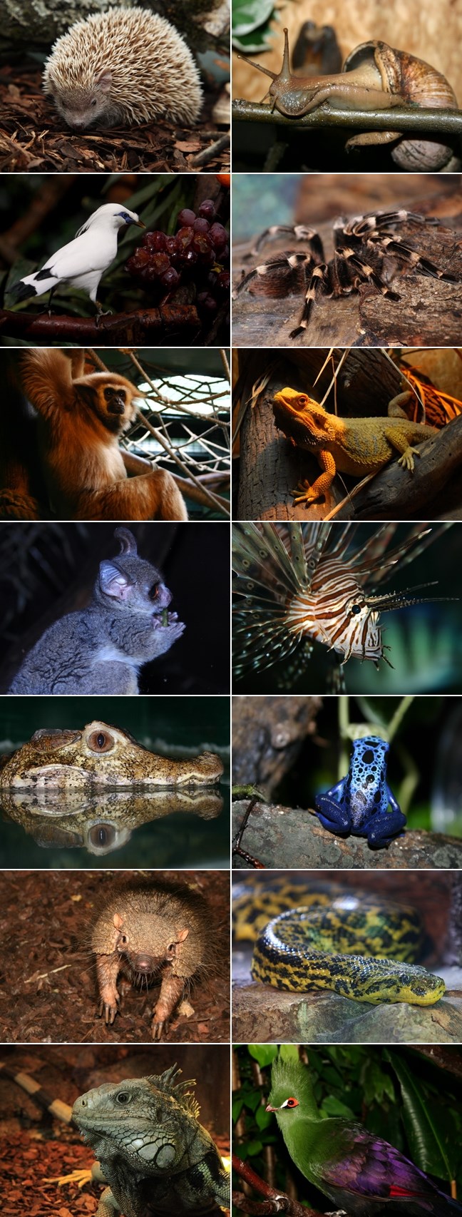 Za neke životinje iz zagrebačkog ZOO-a nema zime