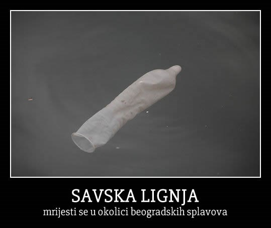 U Savi otkrivena opasna vrsta lignje
