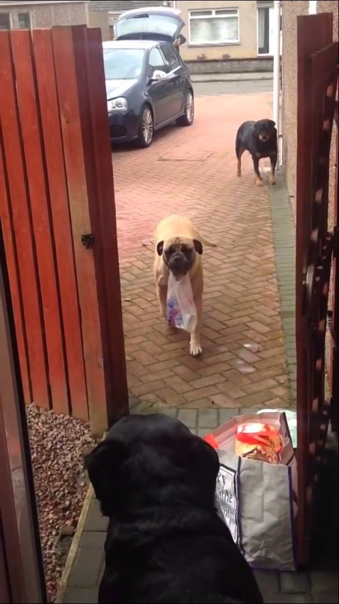 VIDEO Najbolji ljubimci na svijetu: Nećete vjerovati kako ovi psi pomažu svojim vlasnicima!