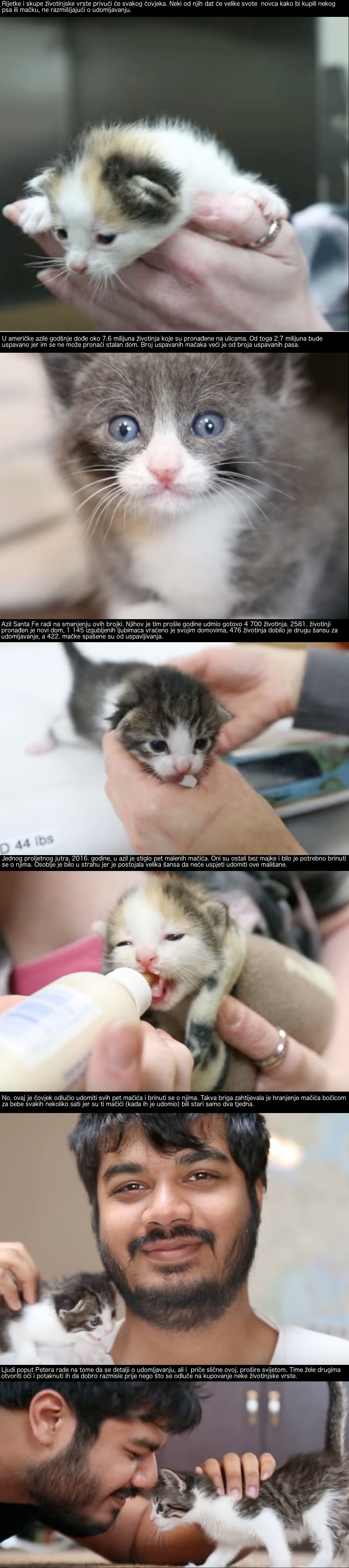 Oni su spasili 422 mačja života i svakodnevno rade na povećanju te brojke