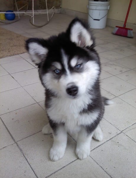 Bezdlaki majmune, prošetaj me, vidiš da držim liniju