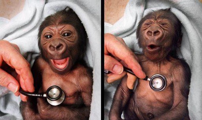 Zaigrano majmunče na pregledu kod stričeka doktora