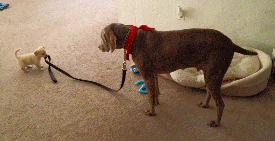 Nadobudni psić odveo veeelikog brata u šetnju